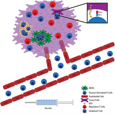 Frontiers | Combination Immunotherapy: Taking Cancer Vaccines To The ...